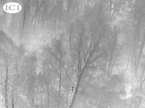 9640-p-series-thermal-infrared-image-shows-trees-in-forest-1