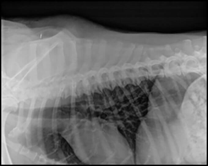 is spondylosis in dogs painful